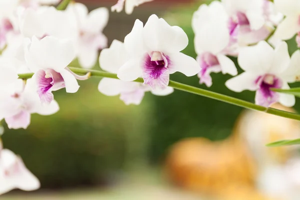 Fundo das orquídeas — Fotografia de Stock