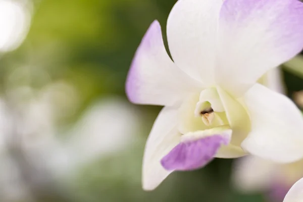 Orquídeas bonitas — Fotografia de Stock