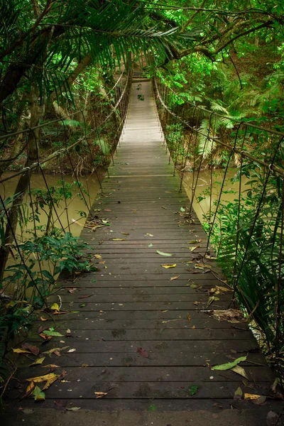 木桥丛林 — 图库照片