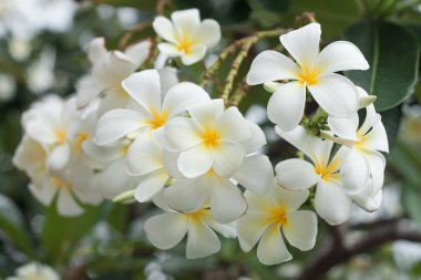 Frangipani çiçekler