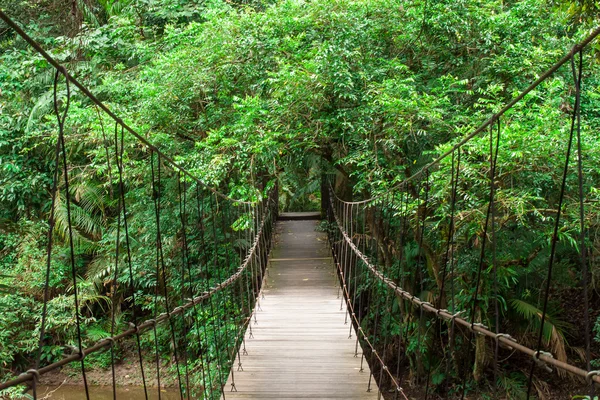 Holzbrücke zum Dschungel — Stockfoto