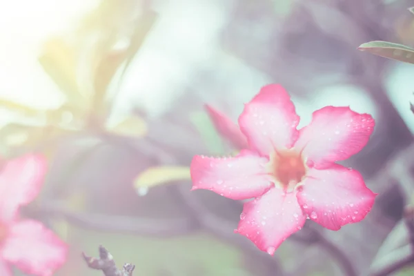 ピンク デザート ローズやインパラ ユリや模擬ツツジの花 — ストック写真