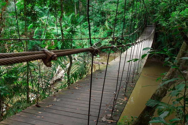 Holzbrücke in den Dschungel — Stockfoto