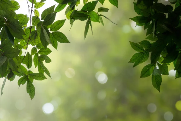 Jarní zelené listy a bokeh — Stock fotografie