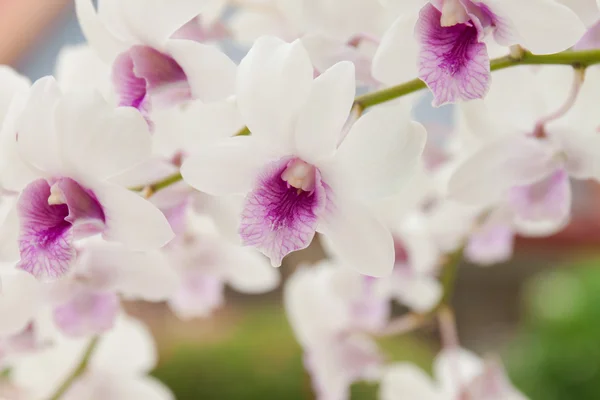 Orquídea branca — Fotografia de Stock