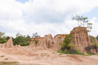 Orkide yumuşak tarzı, doğa arka plan
