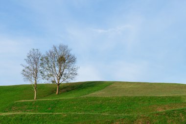 ölü ağaçlar ve mavi gökyüzü