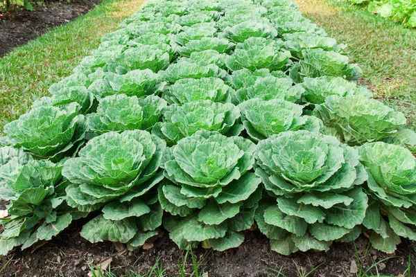 yeşil lahana lahana bes