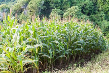 Mısır alanının satır