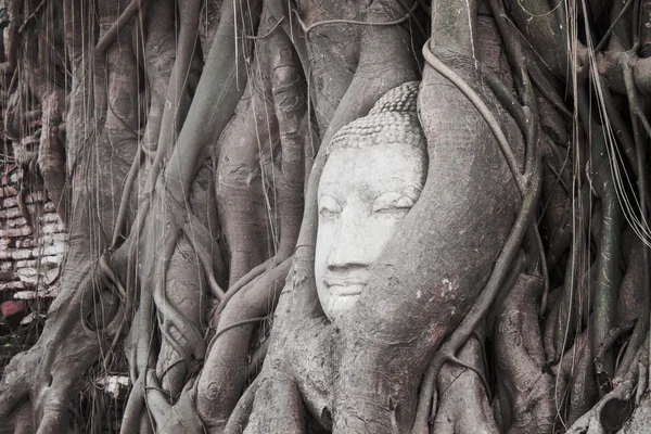 Tête de Bouddha dans les racines des arbres — Photo