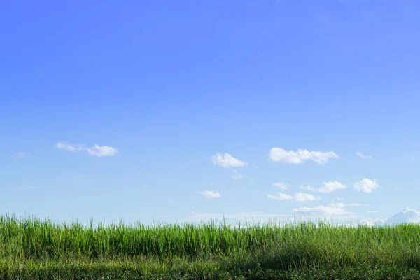 Green grass and sky — Stock Photo, Image