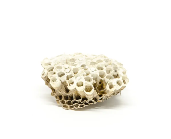 Wasp net isolated — Stock Photo, Image