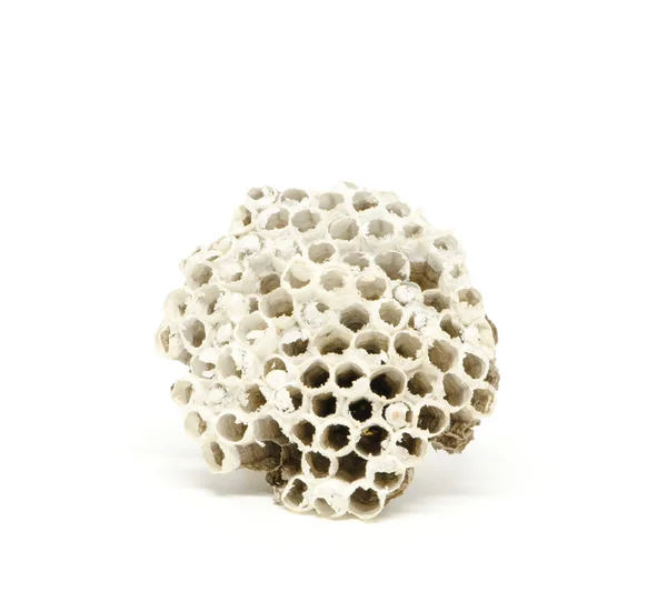 Wasp nest isolated — Stock Photo, Image