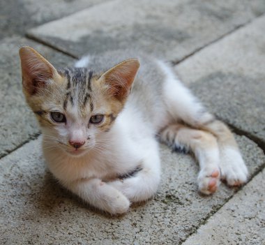 Genç yavru kedi yalan