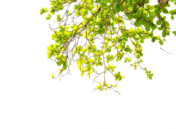 Tree branch isolated — Stock Photo, Image