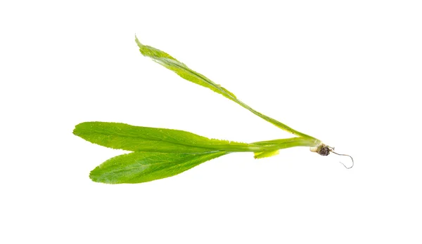 Sawtooth coriander isolated — Stock Photo, Image