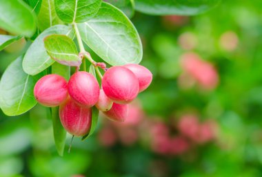 Karonda veya Carunda meyve