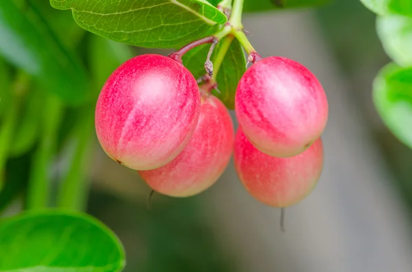 Karonda or Carunda Fruits — Stock Photo, Image