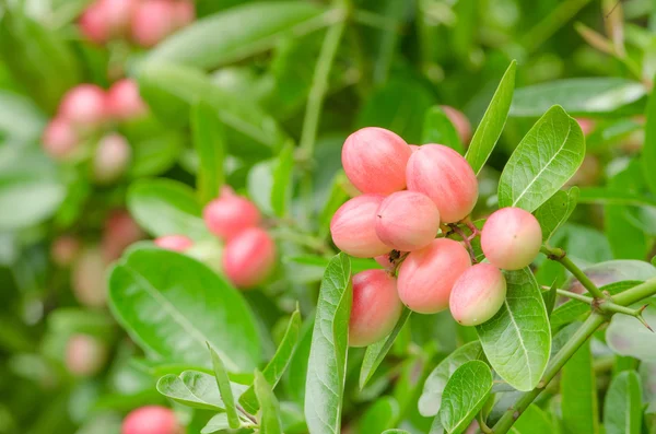 Frutas de Karonda o Carunda —  Fotos de Stock