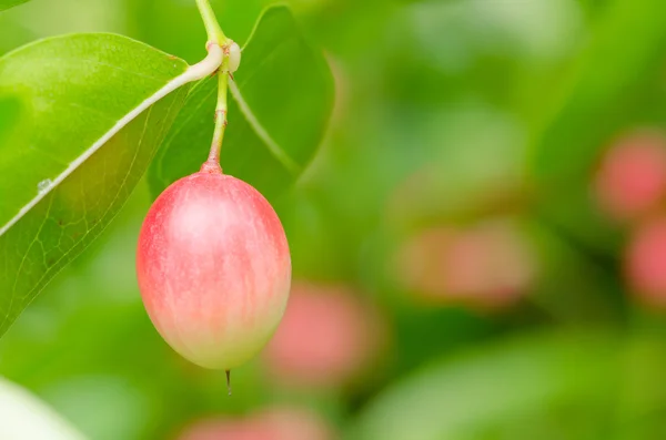 Karonda or Carunda Fruits — Stock Photo, Image