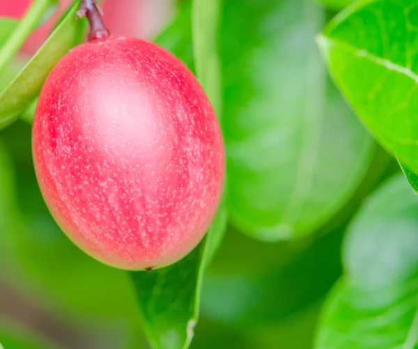 Karonda of Carunda fruit — Stockfoto