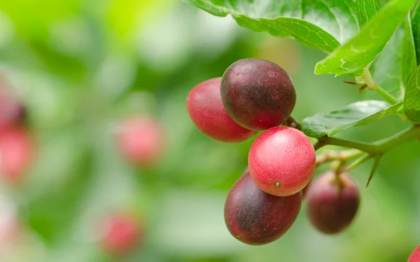 Karonda or Carunda Fruits — Stock Photo, Image