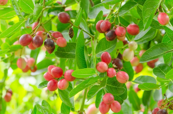 Karonda or Carunda Fruits — Stock Photo, Image