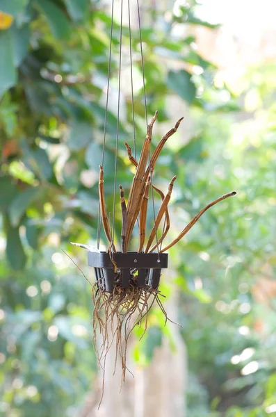 Мертвое растение орхидей — стоковое фото