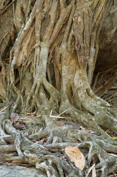 Tree roots — Stock Photo, Image