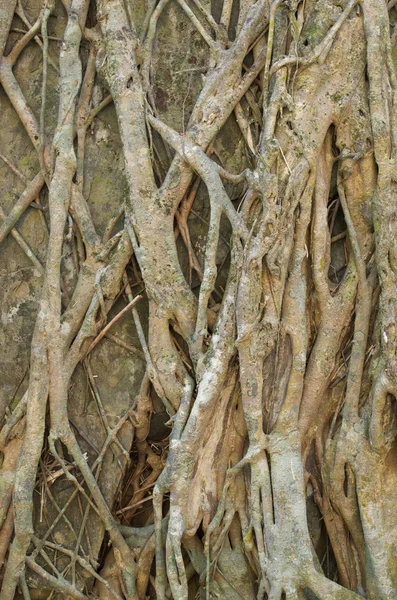 Tree roots — Stock Photo, Image