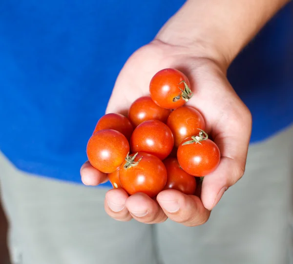 Hand holding tomatoes — Stock Photo, Image