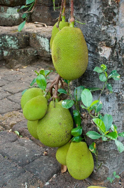 녹색 jackfruit — 스톡 사진