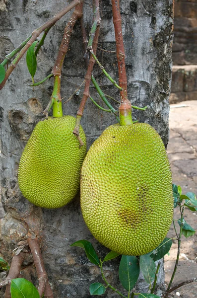 Zelený jackfruit — Stock fotografie