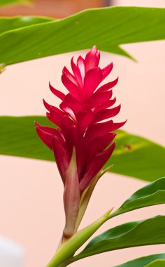 meşale zencefil çiçeği 