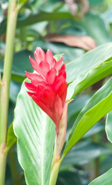 meşale zencefil çiçeği 