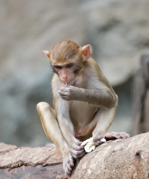 O macaco rhesus — Fotografia de Stock