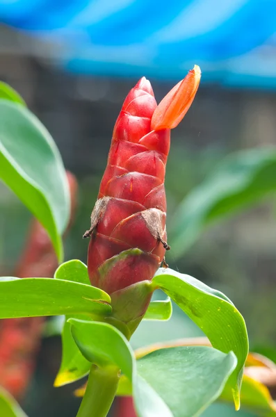 Costus woodsonii flower — Stock Photo, Image