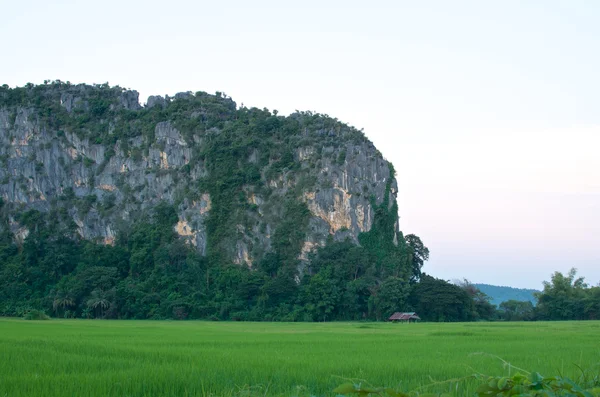 Rice field and mountain — Stock Photo, Image