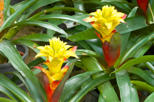 Aechmea fasciata , Pineapple flowers — Stock Photo, Image