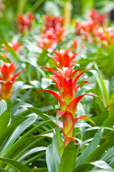 Aechmea fasciata , Pineapple flowers — Stock Photo, Image