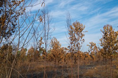 eğik çizgi ve yanık ekimi