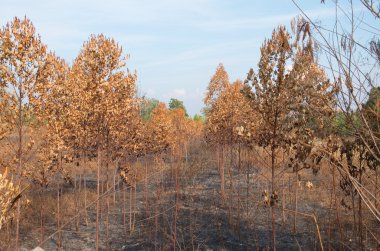 eğik çizgi ve yanık ekimi