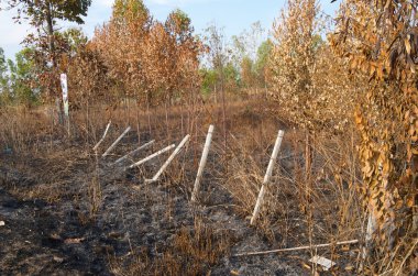 eğik çizgi ve yanık ekimi