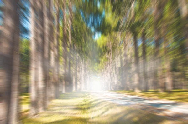 Nature blur background — Stock Photo, Image