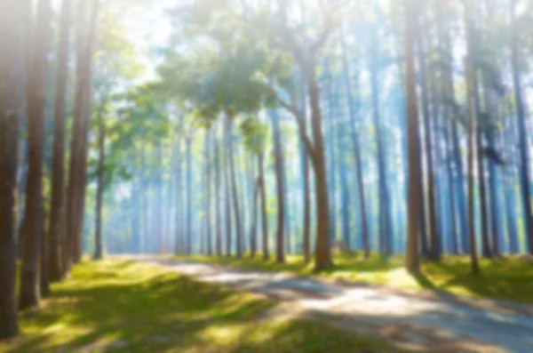 Nature blur background — Stock Photo, Image