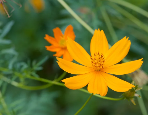 Yellow cosmos — Stock Photo, Image