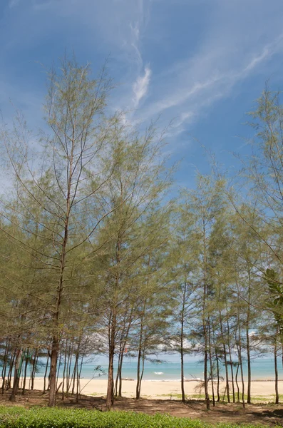 Pine tree — Stock Photo, Image