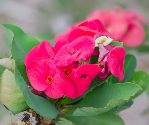 Poi にシアンの花 — ストック写真