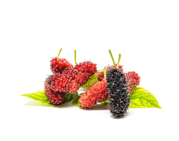 Fresh mulberry — Stock Photo, Image