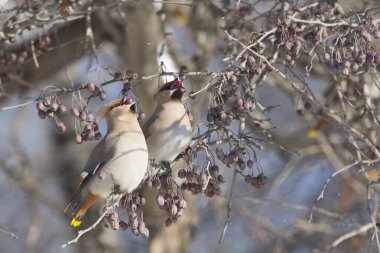 Ağaçta yetişen böğürtlenlerle beslenen çekirdekler